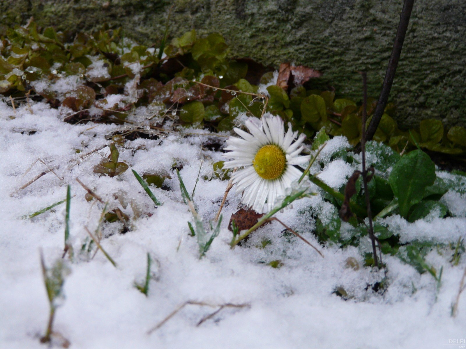 Теплый летний снег. Ромашки под снегом. Ромашки зимой. Ромашки в снегу. Теплая зима.
