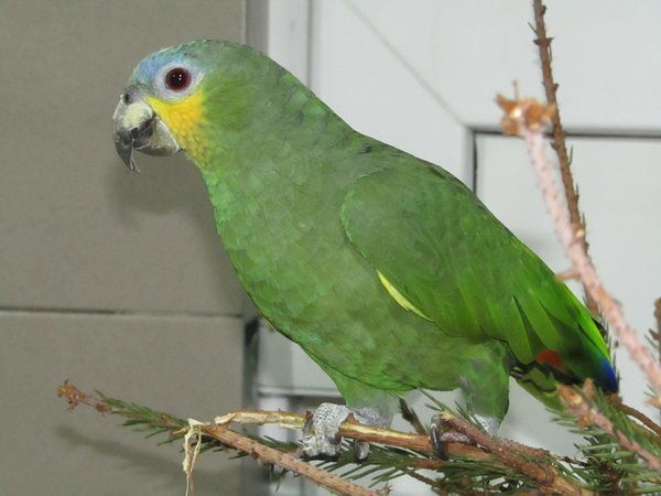 Тваринкою січня у черкаському зоопарку буде папуга